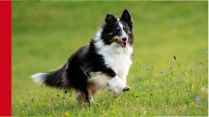MightyMin-for-dogs
