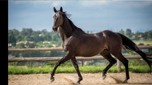MightyMin-for-horses MightyMin® for Horses