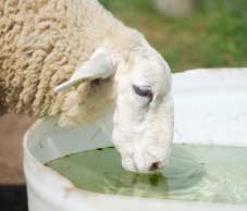 sheep-drinking Sheep drinking water with Westminister Pastoral Company MightyMin 6.5