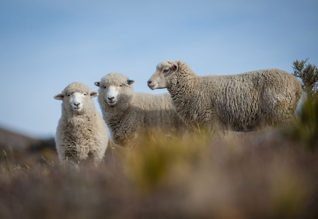 merino-ewes Merino Ewes